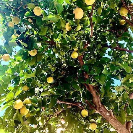 Daire Casa Dei Limoni *