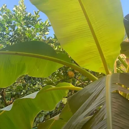 Daire Casa Dei Limoni