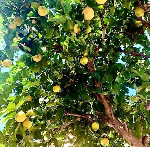 アパート Casa Dei Limoni *